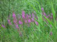 Wilgenroosje